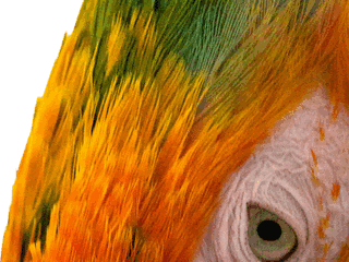 コンゴウインコの羽根を横へパンする8コマのアニメーションGIF