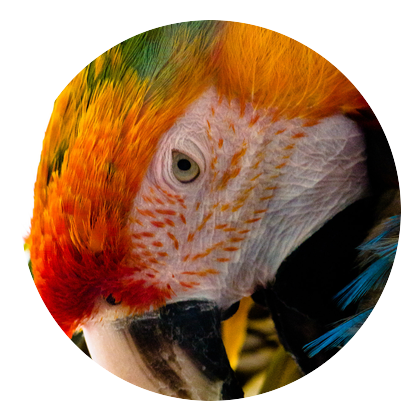 コンゴウインコの顔を円形に切り抜いた透過PNG
